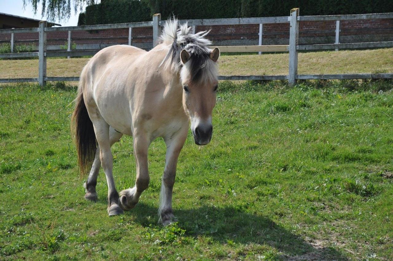 Folwark Tumiany Pokoje & Restauracja Exteriör bild